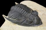 Bargain, Zlichovaspis Trilobite - Atchana, Morocco #119869-3